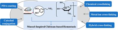 Preparation strategies of mussel-inspired chitosan-based biomaterials for hemostasis